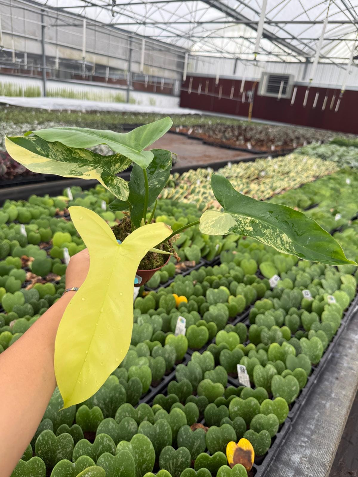Philodendron Florida Beauty x Paraíso Verde – Rare Tropical Hybrid Indoor Plant